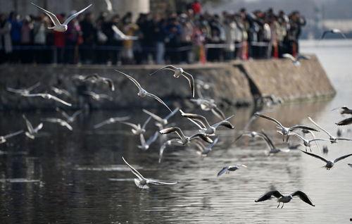 天津海鸥爆料视频,一场惊心动魄的幕后故事